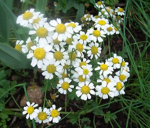 Natural remedies for panic attacks and anxiety